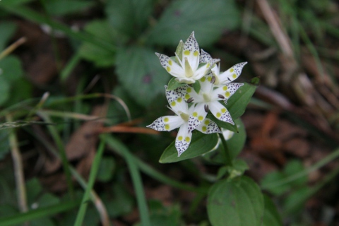 リンドウ科３種 地上の星を花と呼ぶ 森の案内人だより 県民の森インタープリターのブログ