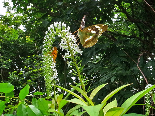 メスグロヒョウモン