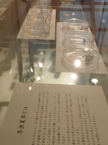 冬虫夏草