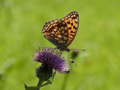 し の けん ブログ