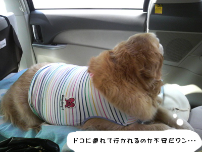 izu_1.jpg