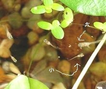 子メダカ2週間