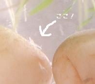 子供エビ