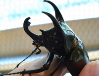 カブトムシ