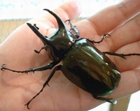 カブトムシ