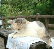 猫