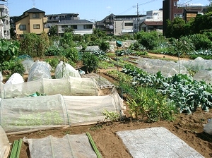 9月の区民農園