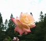 ¥À¥¤¥¢¥Ê¡¡¥×¥ê¥ó¥¹¡¡¥ª¥Ö¡¡¥¦¥§¡¼¥ë¥º