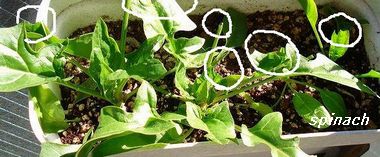 ほうれん草