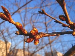 桜の蕾