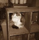 猫かざり