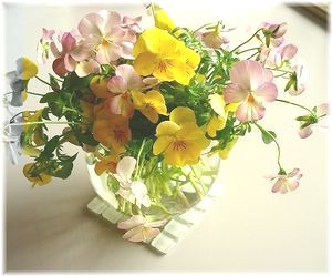 ビオラの生花