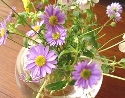 ブラキカム生花