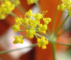 フェンネルの花