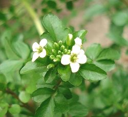クレソンの花