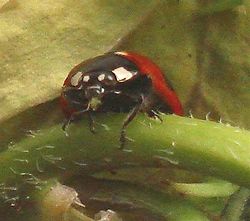 テントウムシの食事中
