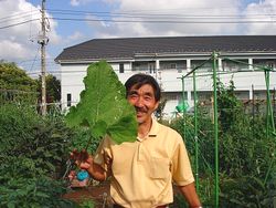ゴボウの葉とおじさん