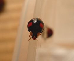 羽化すぐ