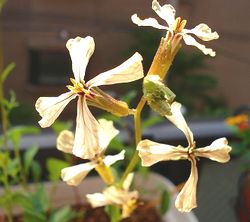 ルッコラの花