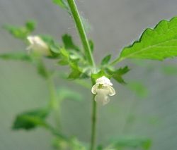 レモンバームの花