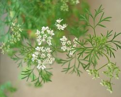 コリアンダーの花