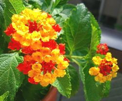 ランタナの花