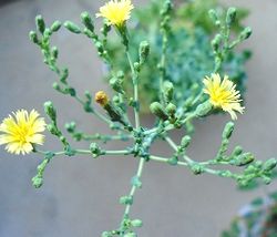 レタスの花