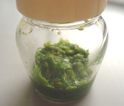 唐辛子ペースト