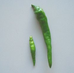 唐辛子
