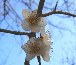 梅の花