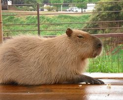 カピパラ