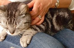 猫ランド