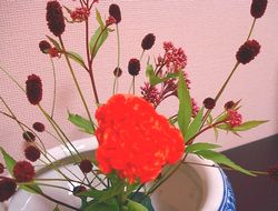 秋の花