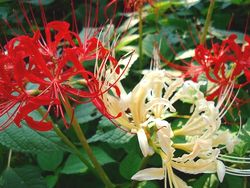 曼珠沙華