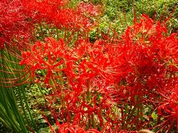曼珠沙華