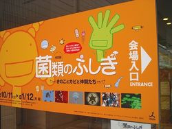 菌類の不思議