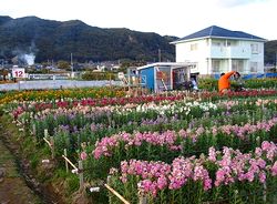 花畑
