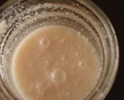 酒粕酵母