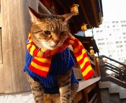 湯島天神の猫