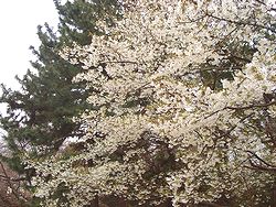 桜
