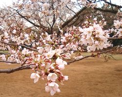 桜