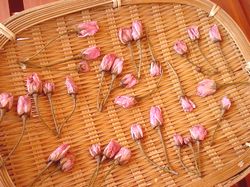 塩漬け桜
