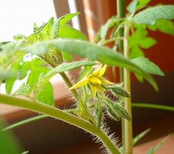 トマトの花