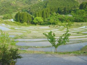 大山千枚田