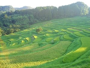 千枚田