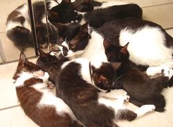 猫