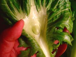 コブ高菜