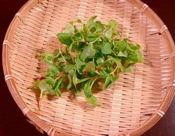間引き菜