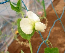 スナップエンドウの花
