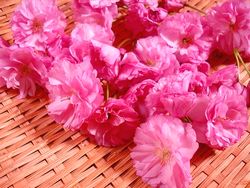 八重桜